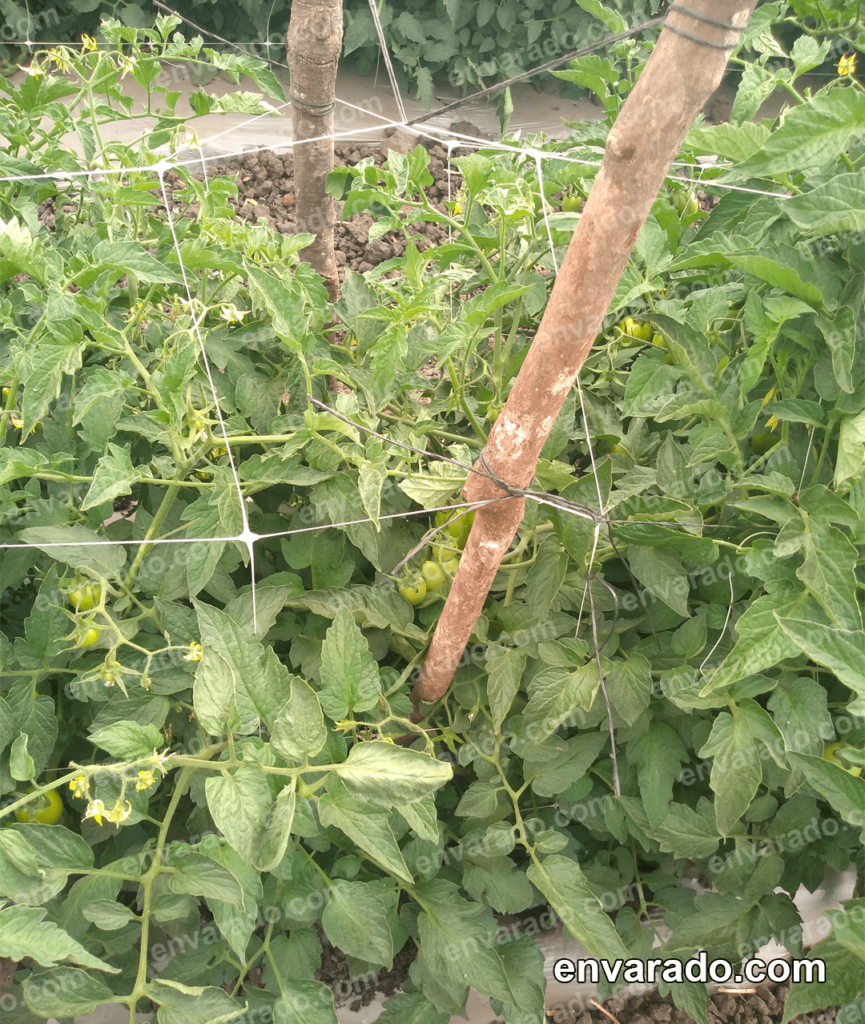 agricultura