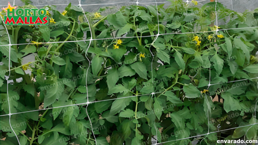 envarado de tomates